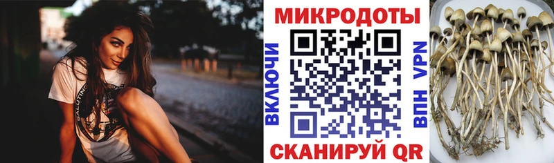 hydra ссылки  Слюдянка  Галлюциногенные грибы Psilocybe 